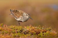 Jespak obecny - Calidris alpina - Dunlin 8063